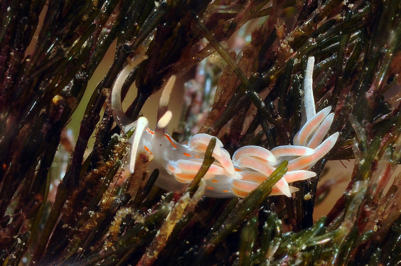 Facelina rubrovittata